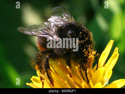 Nahaufnahmen. Bumblebee sammelt Pollen aus einer Blume. Stockfoto