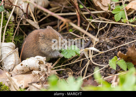 Bank vole (Clethrionomys glareolus) Fütterung auf bankside Vegetation in der Nähe einer Brücke ich das Bild am Eingang zum Holz Mühle Naturschutzgebiet nahm. Stockfoto