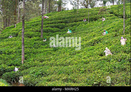 Die Hochebene von Nuwara Eliya hat einige der feinsten Teegärten in Sri Lanka Stockfoto