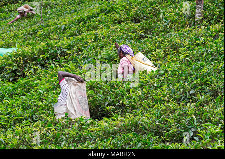 Die Hochebene von Nuwara Eliya hat einige der feinsten Teegärten in Sri Lanka Stockfoto