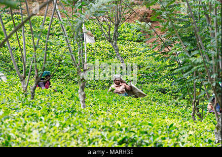 Die Hochebene von Nuwara Eliya hat einige der feinsten Teegärten in Sri Lanka Stockfoto