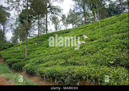 Die Hochebene von Nuwara Eliya hat einige der feinsten Teegärten in Sri Lanka Stockfoto