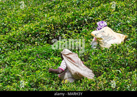 Die Hochebene von Nuwara Eliya hat einige der feinsten Teegärten in Sri Lanka Stockfoto