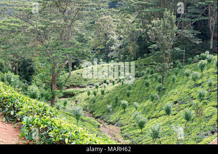 Die Hochebene von Nuwara Eliya hat einige der feinsten Teegärten in Sri Lanka Stockfoto