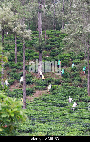 Die Hochebene von Nuwara Eliya hat einige der feinsten Teegärten in Sri Lanka Stockfoto