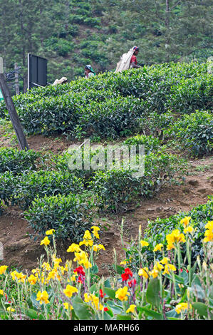 Die Hochebene von Nuwara Eliya hat einige der feinsten Teegärten in Sri Lanka Stockfoto