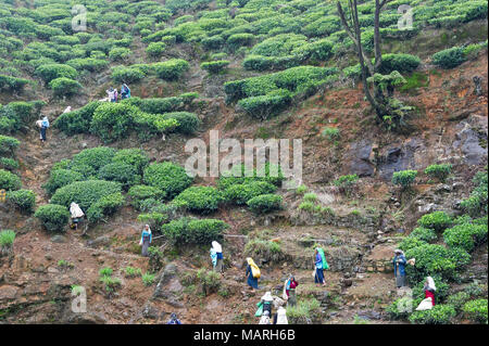 Die Hochebene von Nuwara Eliya hat einige der feinsten Teegärten in Sri Lanka Stockfoto