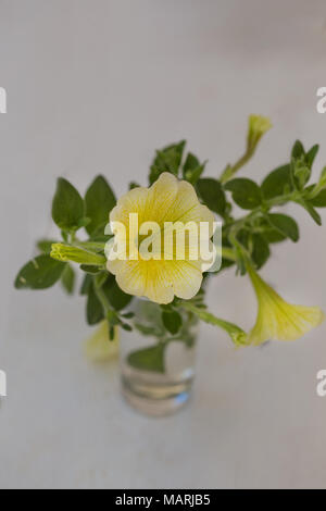 Gelbe petunia Blume in kleinen Glas Vase. Vertikale Komposition. Mit einer geringen Tiefenschärfe erschossen. Stockfoto