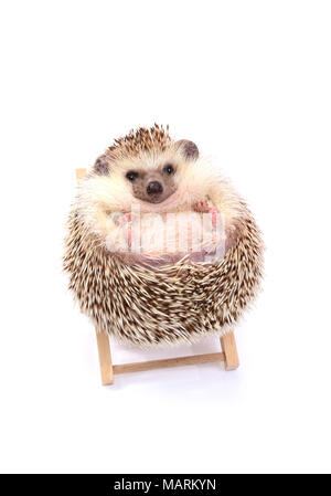 Igel sitzen auf beachchair wie Kugel in weißen Hintergrund. Stockfoto