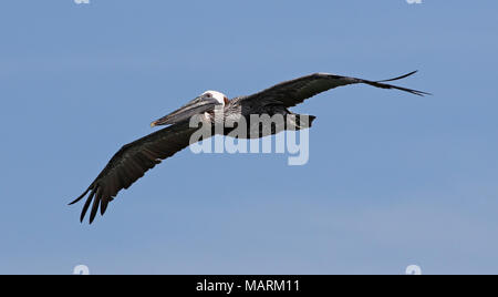 Eine braune Pelikane (Pelecanus occidentalis) durch die Luft gleiten. Stockfoto