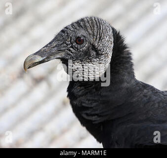 Das Gesicht eines Mönchsgeier (Coragyps atratus) schoß in den Everglades National Park, Florida. Stockfoto