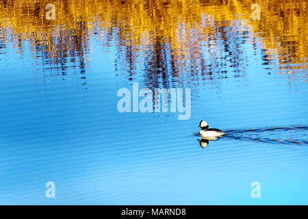 Bufflehead Enten schwimmen im Alouette River in Pitt Polder an der Stadt von Maple Ridge im Fraser Valley in British Columbia, Kanada auf einem Winter Stockfoto