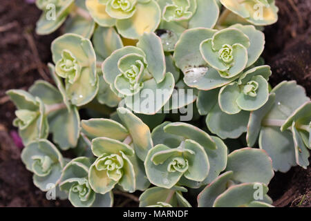 'Mediovariegatum' Herbst Mauerpfeffer, Japansk kärleksört (Sedum sieboldii) Stockfoto