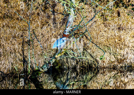 Blue Heron sitzen auf einem Ast an der Alouette River in Pitt Polder an der Stadt von Maple Ridge im Fraser Valley in British Columbia, Kanada Stockfoto