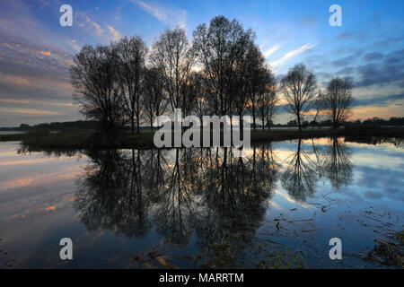 Herbst Sonnenuntergang über Bäume, Fluss Nene Valley, Castor Dorf, Peterborough, Cambridgeshire, England; Großbritannien; UK Stockfoto