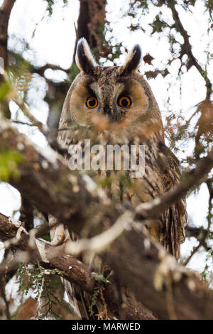 Eurasische Adler-Eule, Bubo bubo Stockfoto