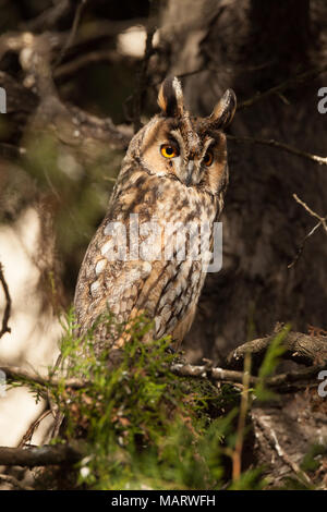Eurasische Adler-Eule, Bubo bubo Stockfoto