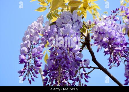 Nahaufnahme der bläulich-lila Wisteria in voller Blüte Stockfoto