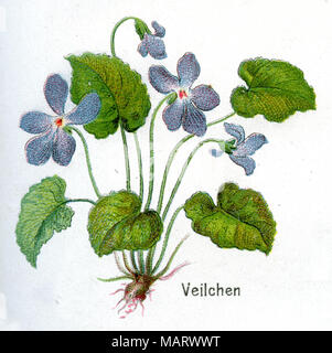 Violett Violett; Holz; sweet Violet, Englisch violett, Violett, Stockfoto