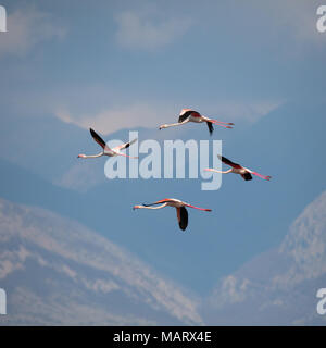 Mehr Flamingo, Phoenicopterus roseus Stockfoto