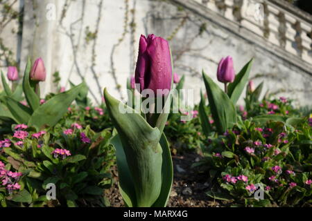 Nahaufnahme von einem dunklen pink tulip in einem Frühling Blumenbeet Stockfoto