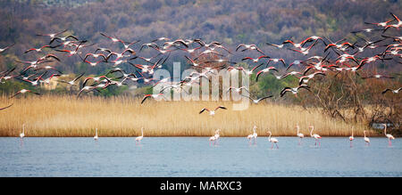 Mehr Flamingo, Phoenicopterus roseus Stockfoto
