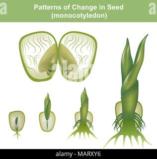 Monocotyledon. angezeigt hypogeal Entwicklung, in der das Keimblatt innerhalb der Samen unsichtbar bleibt, der U-Bahn. Stock Vektor