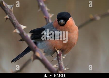 Eurasische Gimpel (Pyrrhula Pyrrhula) Stockfoto