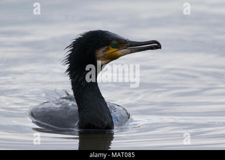 Kormoran (Phalacrocorax carbo) Schwimmen in einem See Stockfoto