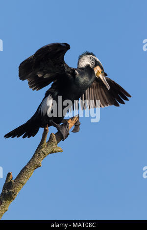 Kormoran (Phalacrocorax carbo) in der umwerbung Gefieder ihre Flügel trocknen in der Morgensonne Stockfoto