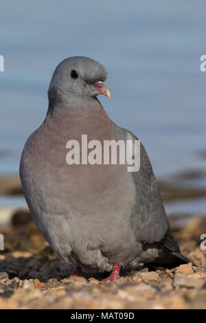 Lieferbar Taube (Columba oenas) steht am Ufer eines Sees Stockfoto