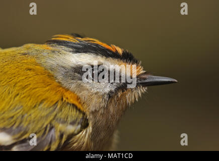 Gemeinsame Firecrest (Regulus ignicapilla ignicapilla) schließen, bis der erste Winter männlichen Prediger-on-Sea, Norfolk März Stockfoto