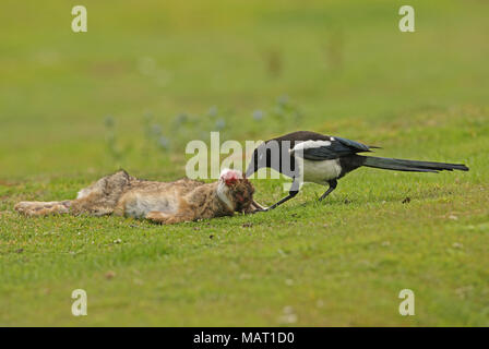 Jugendliche, die sich von toten Kaninchen, gestorben an Myxomatosis Norfolk Juli 2011 Stockfoto