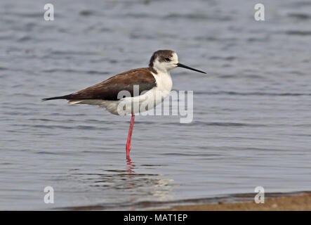 Schwarz - geflügelte Stelzenläufer (Himantopus himantopus himantopus) des ersten Jahres Stehen auf einem Bein im flachen Wasser Hebei, China kann Stockfoto