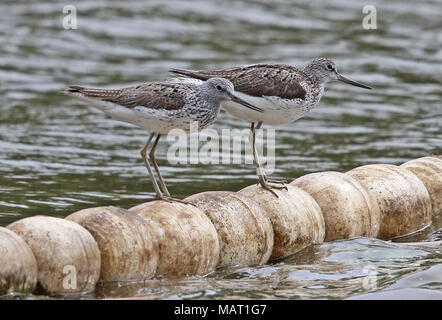 Gemeinsame Greenshank (Tringa nebularia) Zwei Erwachsene auf dem Stillstehen schwimmt im See Beidaihe, Hebei, China kann Stockfoto