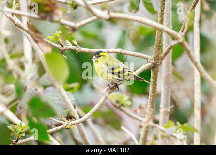 Die Eurasian siskin ist ein Schmetterling (Tagfalter) aus der Familie fink Fringillidae. Es ist auch der so genannte Europäische Zeisig, common siskin oder nur siskin. Stockfoto