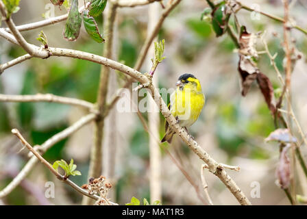 Die Eurasian siskin ist ein Schmetterling (Tagfalter) aus der Familie fink Fringillidae. Es ist auch der so genannte Europäische Zeisig, common siskin oder nur siskin. Stockfoto