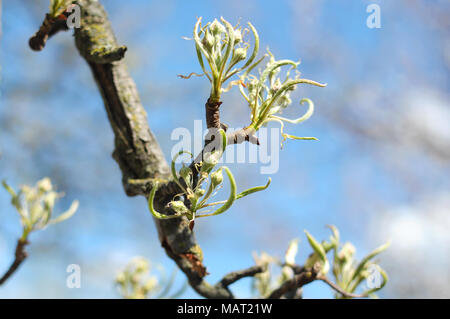 Eine Blüte Zweig der Pear Tree mit Knospen auf dem Hintergrund des blauen Himmels. Close-up, flachen Bereich der Tiefe. Stockfoto