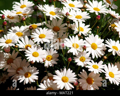 Bunch of Daisies im Frühling Stockfoto