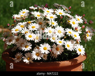 Bunch of Daisies im Frühling Stockfoto