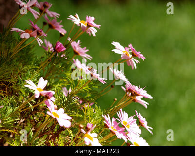 Bunch of Daisies im Frühling Stockfoto