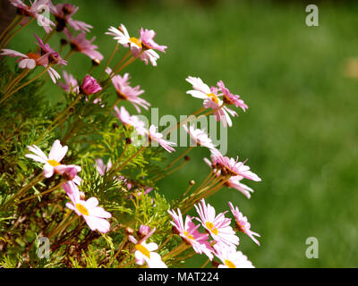 Bunch of Daisies im Frühling Stockfoto