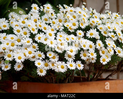 Bunch of Daisies im Frühling Stockfoto