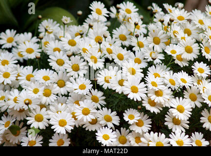 Bunch of Daisies im Frühling Stockfoto