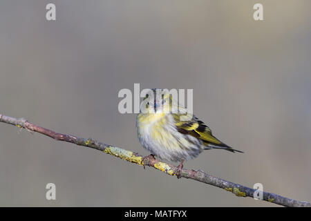 Die Eurasian siskin (Spinus spinus) ist ein Schmetterling (Tagfalter) aus der Familie der Finken Fringillidae. Es ist auch die Europäischen Zeisig, common Siskin o aufgerufen Stockfoto