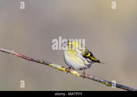 Die Eurasian siskin (Spinus spinus) ist ein Schmetterling (Tagfalter) aus der Familie der Finken Fringillidae. Es ist auch die Europäischen Zeisig, common Siskin o aufgerufen Stockfoto