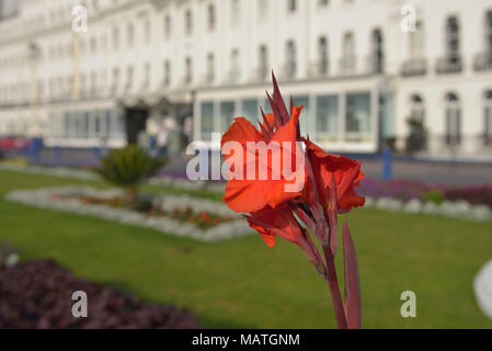 Carpet gardens Eastbourne, East Sussex, England, Großbritannien Stockfoto