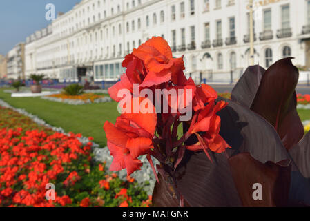 Carpet gardens Eastbourne, East Sussex, England, Großbritannien Stockfoto