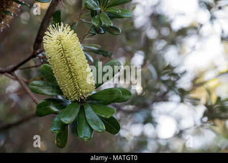 Banksia banksia integrifolia bekannt als Küste ist ein Eingeborener australischer Baum, wächst an der Ostküste von Australien. Es in den Parks und Stränden üblich ist Stockfoto