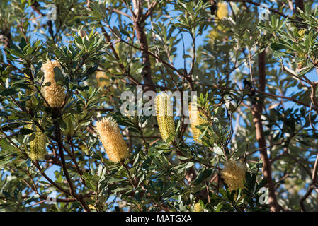 Banksia Banksia integrifolia bekannt als Küste ist ein Eingeborener australischer Baum, in Parks und in der Nähe der Strände an der Ostküste von Australien. Stockfoto